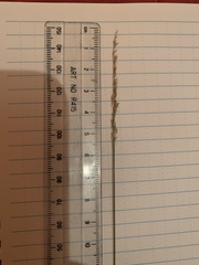 Sphenopholis intermedia