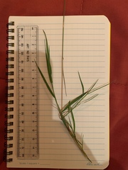 Sphenopholis intermedia