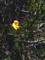 Gompholobium grandiflorum