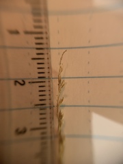 Sphenopholis intermedia