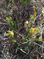 Gompholobium grandiflorum