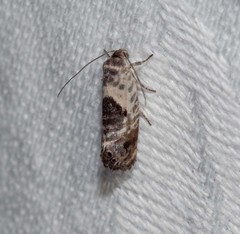 Eupselia carpocapsella