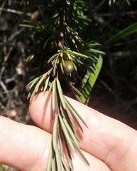 Gompholobium grandiflorum