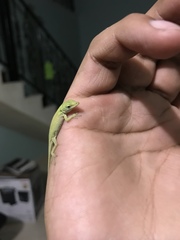 Anolis carolinensis