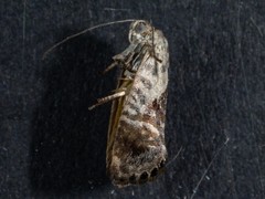 Eupselia carpocapsella