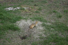 Urocitellus richardsonii