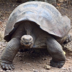 Chelonoidis niger chathamensis