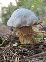Austroboletus subflavidus