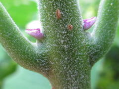 Clerodendrum trichotomum