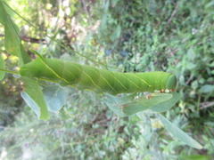 Clanis bilineata