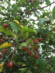Malus mandshurica