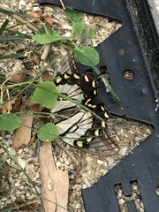 Papilio glaucus