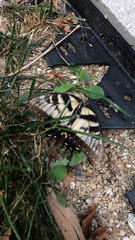 Papilio glaucus