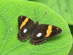 Adelpha zina