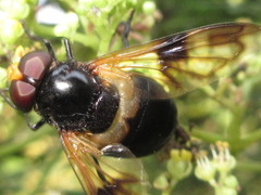 Volucella nigricans