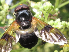 Volucella nigricans
