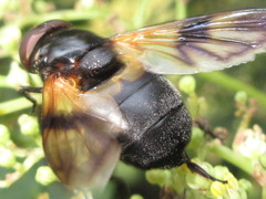 Volucella nigricans