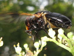 Volucella nigricans