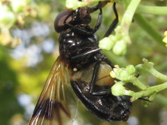 Volucella nigricans