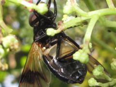 Volucella nigricans