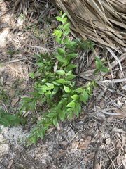 Ximenia americana image