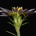 Symphyotrichum × priceae - Photo (c) Brian Finzel, alguns direitos reservados (CC BY-SA), uploaded by Brian Finzel