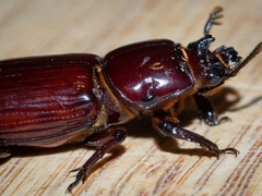Aulacocyclus edentulus