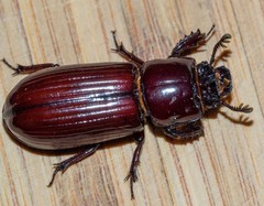 Aulacocyclus edentulus