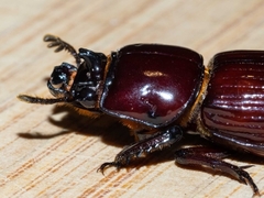 Aulacocyclus edentulus