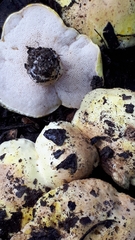 Tylopilus phaseolisporus