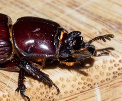 Aulacocyclus edentulus