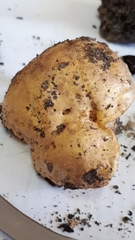 Tylopilus phaseolisporus