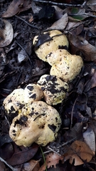 Tylopilus phaseolisporus