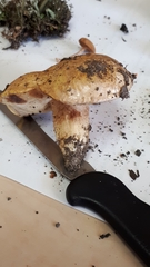 Tylopilus phaseolisporus