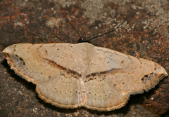 Maxera marchalii