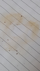 Tylopilus phaseolisporus