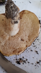 Tylopilus phaseolisporus