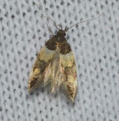 Triclonella determinatella