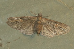 Eupithecia graefii