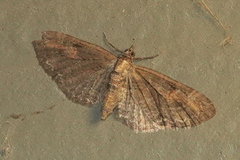 Eupithecia graefii