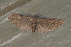 Eupithecia graefii