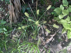 Cyperus tetragonus