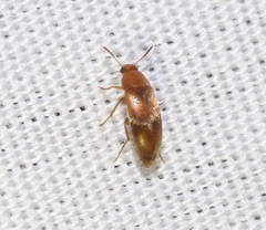 Anaspis rufa