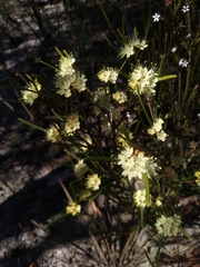 Phebalium squamulosum