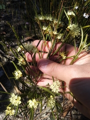 Phebalium squamulosum