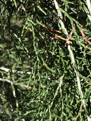 Callitris endlicheri