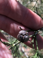 Callitris endlicheri