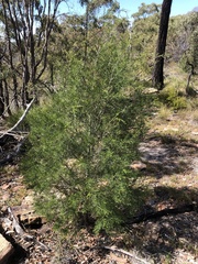 Callitris endlicheri