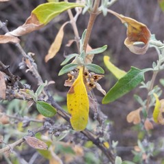 Buddleja mendozensis