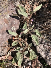 Solanum ellipticum